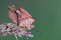 Carpocoris fuscispinus