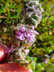 Pseudodictamnus africanus
