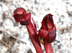 Disa atrorubens