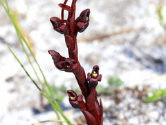 Disa atrorubens