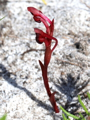 Disa atrorubens