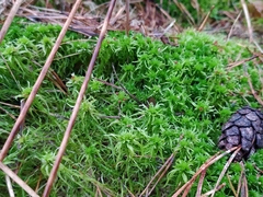 Sphagnum girgensohnii