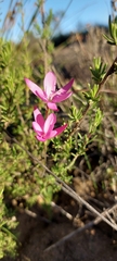 Hesperantha pauciflora