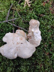 Hydnum repandum