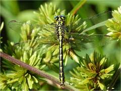 Gomphus graslinii