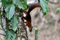 Sciurus granatensis