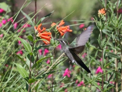 Lampornis clemenciae