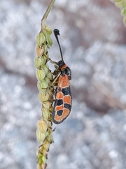 Zygaena fausta