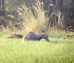 Boselaphus tragocamelus