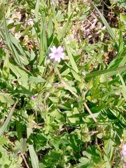 Geranium molle