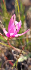 Hesperantha pauciflora