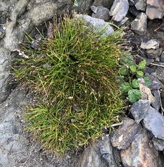 Isolepis cernua
