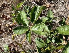Rubus trivialis