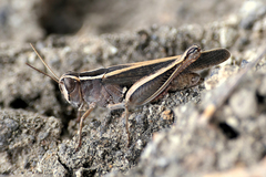 Calliptamus plebeius