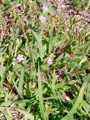 Geranium molle