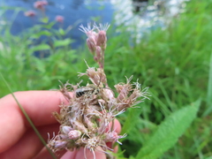 Melissodes druriellus