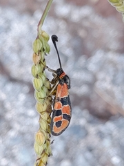 Zygaena fausta