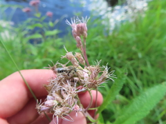 Melissodes druriellus