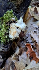 Hericium americanum