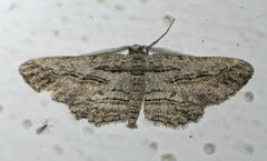 Iridopsis obliquaria