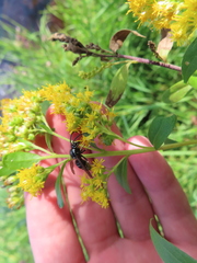 Dolichovespula arctica