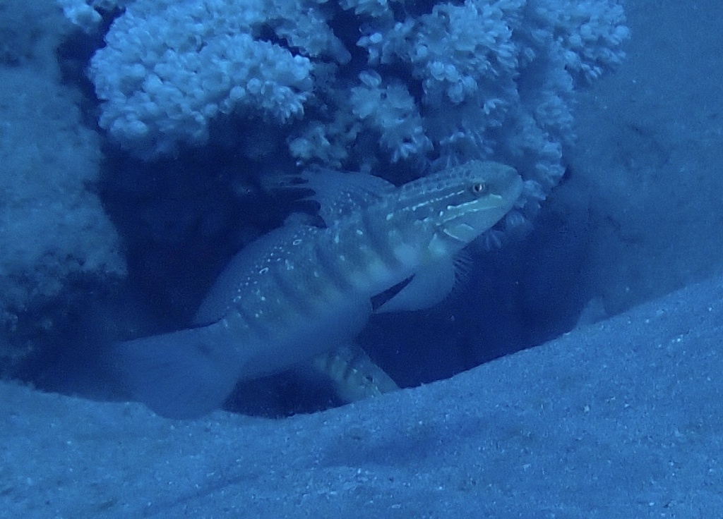 Butterfly goby