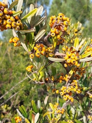 Pyracantha angustifolia