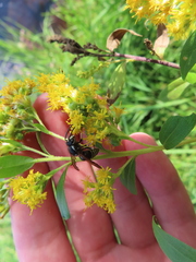 Dolichovespula arctica