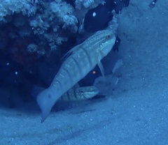 Amblygobius albimaculatus