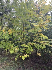 Cladrastis kentukea