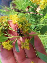 Dolichovespula arctica