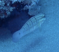 Amblygobius albimaculatus