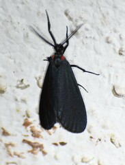 Lycomorpha splendens