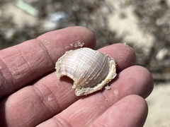 Semicassis granulata