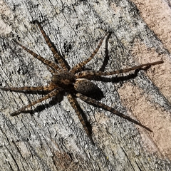 Pardosa