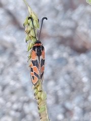 Zygaena fausta