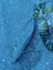 Amblygobius albimaculatus
