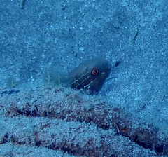 Amblygobius albimaculatus