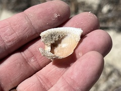 Semicassis granulata