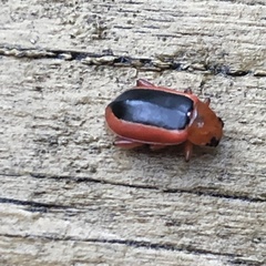 Disonycha discoidea