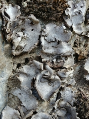 Dermatocarpon miniatum