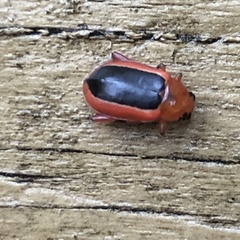 Disonycha discoidea