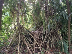 Pandanus
