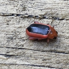 Disonycha discoidea