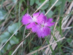 Dianthus seguieri