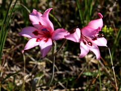 Gladiolus carneus