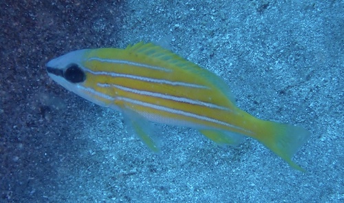Bluestripe snapper