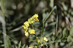 Senna