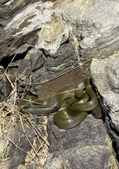 Lycodonomorphus inornatus