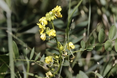 Senna